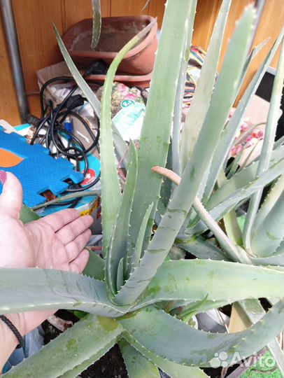 Алоэ вера растение