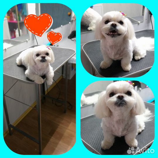 Стрижка собак и кошек