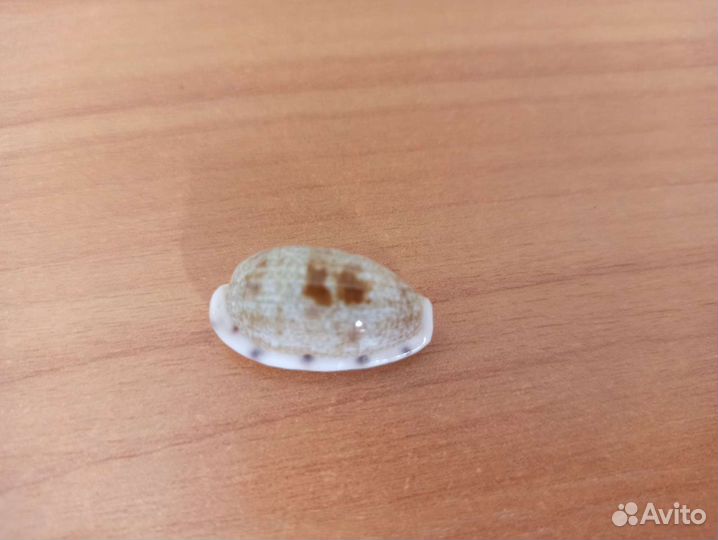 Морская раковина