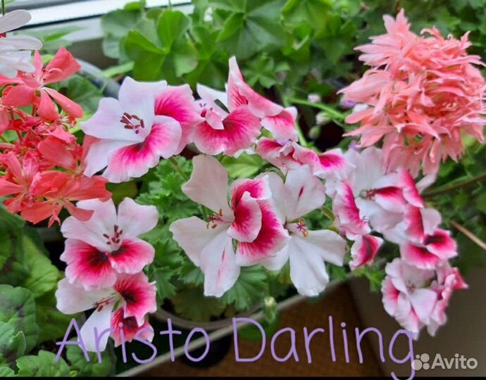 Пеларгония герань 60 сортов