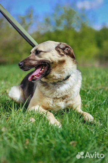 Собаки бесплатно