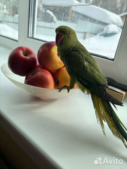 Ожереловый попугай