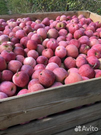 Яблоки флорина