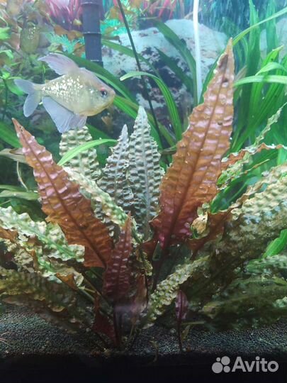 Аквариумные растения