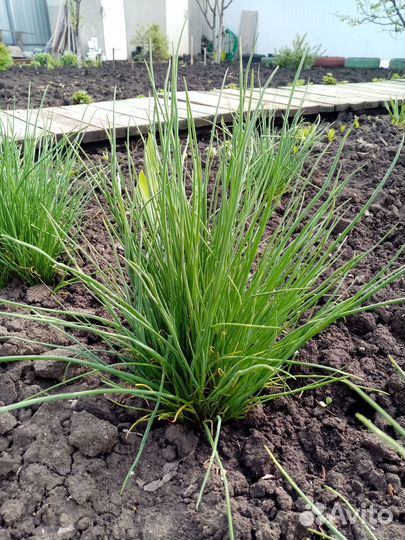 Лук шнитт лук скорода