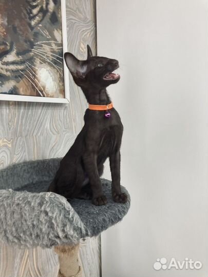 Ориентальные котята