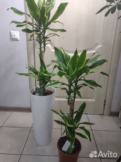 Драцена голден кост