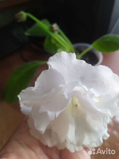 Глоксиния белая махровая,Гибискус махровый