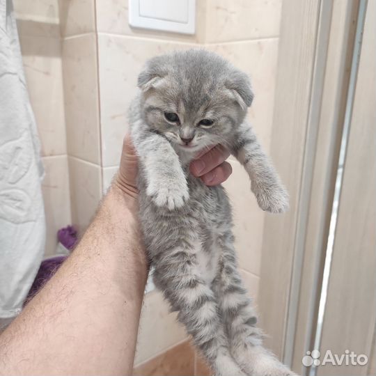 Шотландские котята