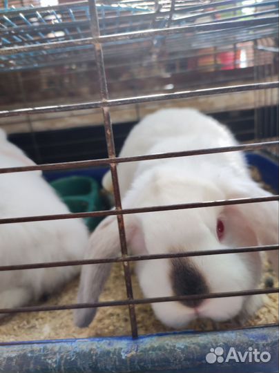 Декоративные кролики вислоухие