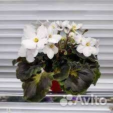 Фиалка рс-Сорванец