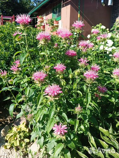 Монарда бергамот