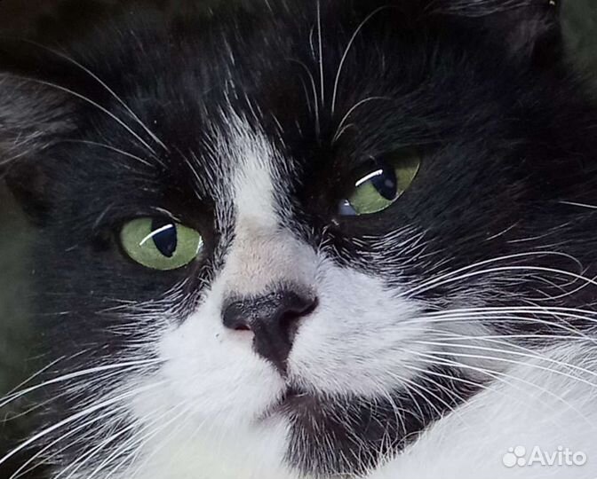 Без кота- жизнь не та. Особенно без этого