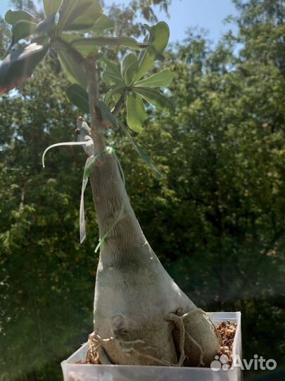 Адениум taste OF love (kasumi) Взрослое растение