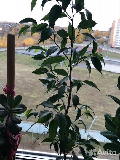 Цветок фикус Бенджамина три в одном