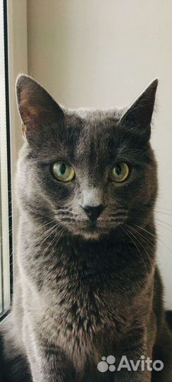 Котик Василий