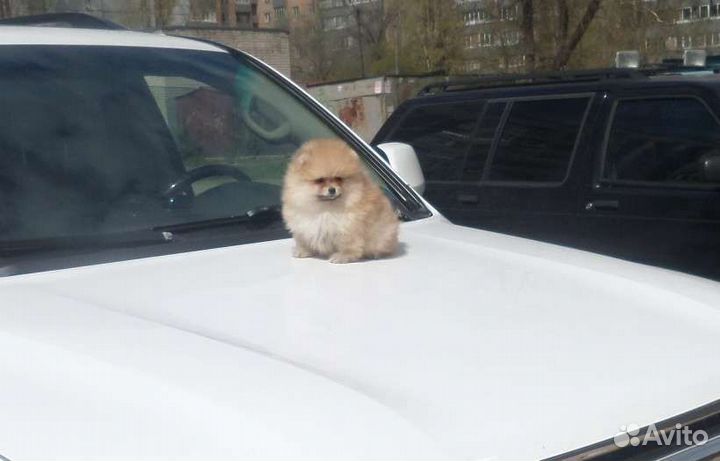 Померанский мишка
