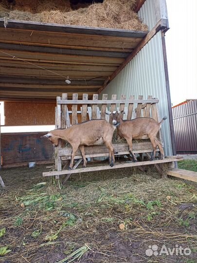 Козлики и козочки