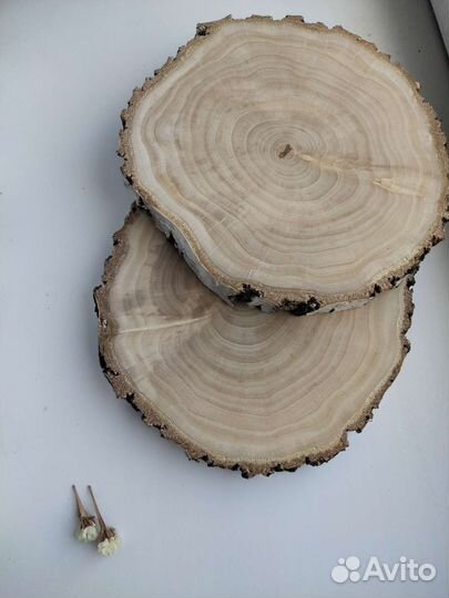 Спилы березы