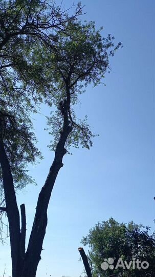 Спил деревьев