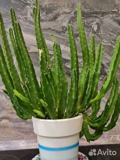 Комнатные растения цветы