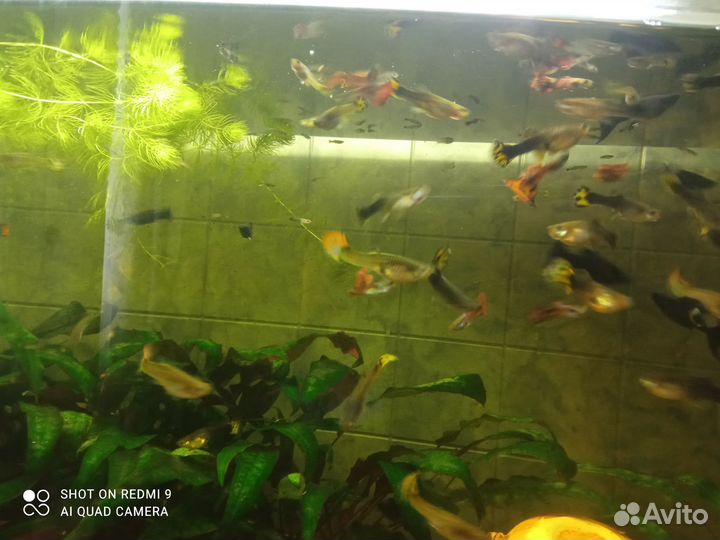 Рыбки гуппи 20