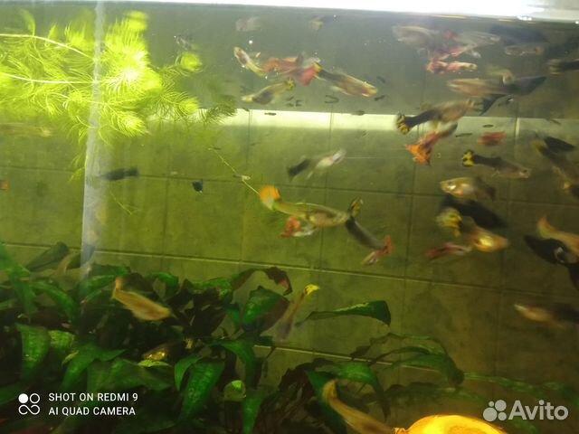 Рыбки гуппи 20