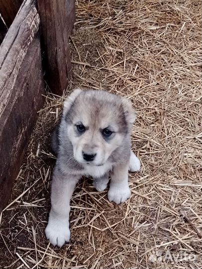 Щенки сао(алабай)