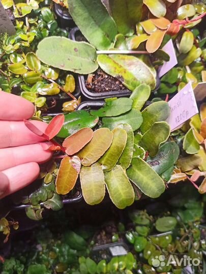 Marcgravia sintenisii