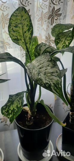 Пионы, Деффенбахия Визувий