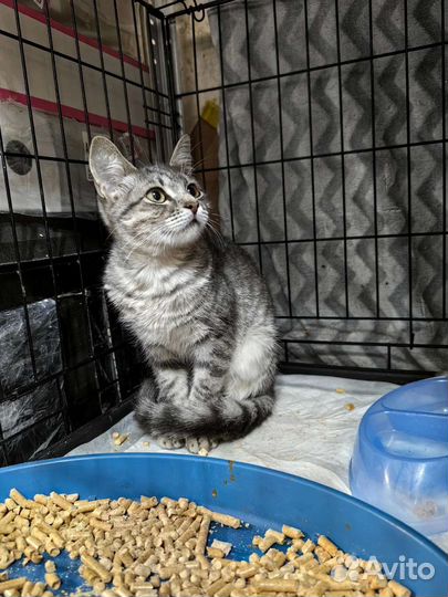 Котёнок окраса вискас