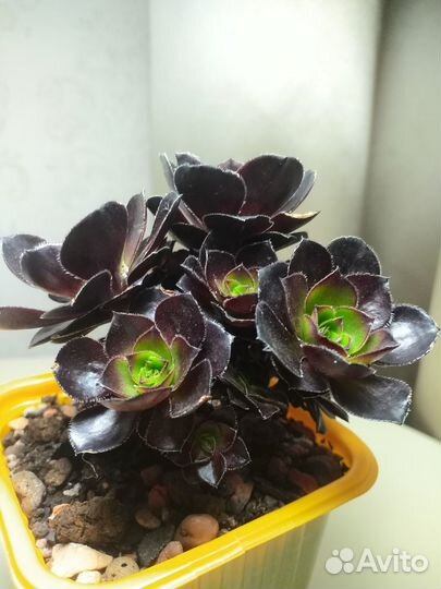 Суккуленты