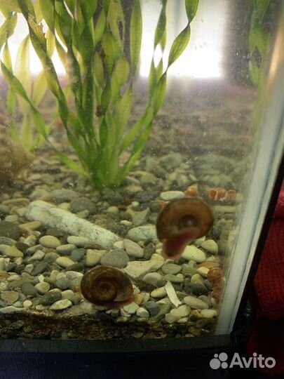 Улитки аквариумные катушка