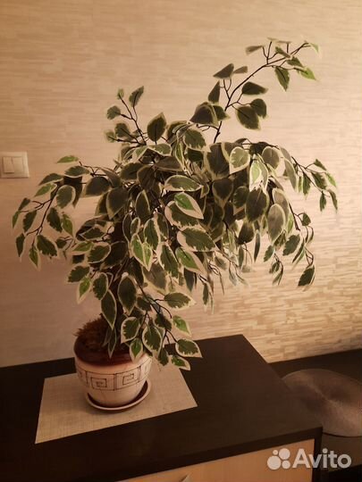 Фикус бенджамина искусственный