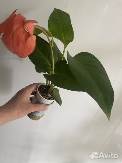 Антуриум шерцера