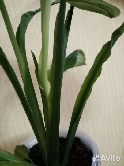 Спатифиллум сенсация