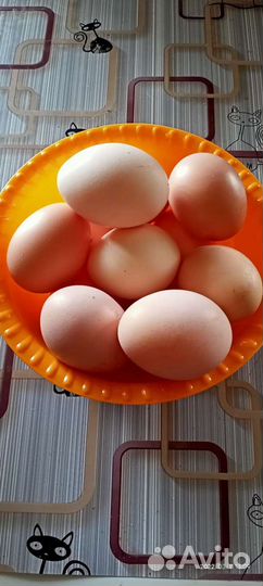 Домашние куриные яйца