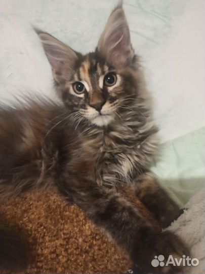 Котенок Мейн кун