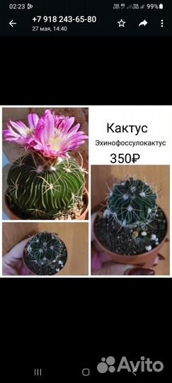 Суккуленты