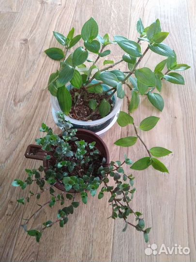 Неприхотливые растения