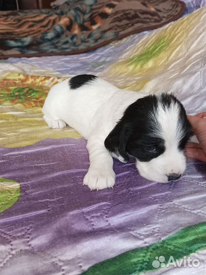 Русский охотничий спаниель щенки