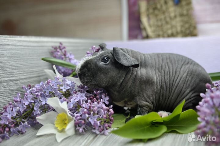 Морская свинка скинни далматин