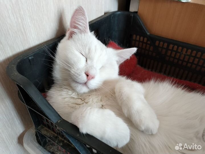 Очень спокойная кошка Соня из приюта ищет дом