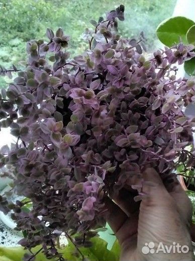 Много сортовых традэесканций