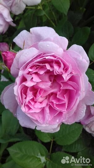 Английская роза Доктор Герберт Грей