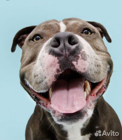 Временный дом