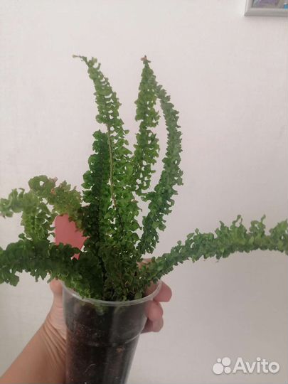 Папоротник нефролепис