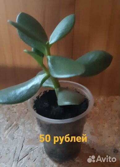 Крассула толстянка