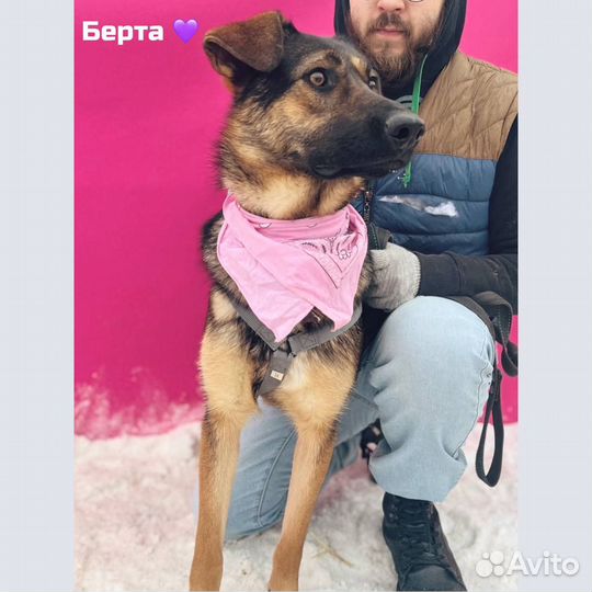 Чудная собака в добрые руки