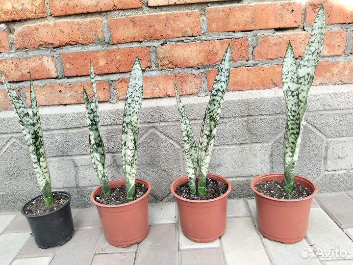 Сансевиерия